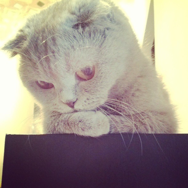 Отдать Джекичана(