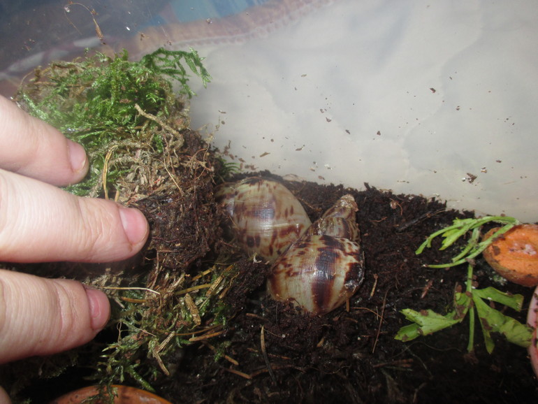 хочу поделится ,мои любимки