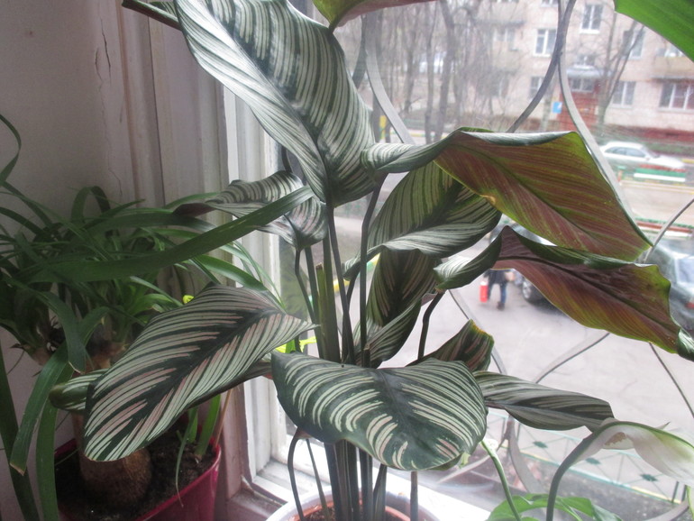 хочу поделится ,мои любимки