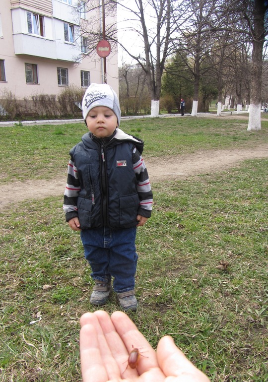Майские жуки