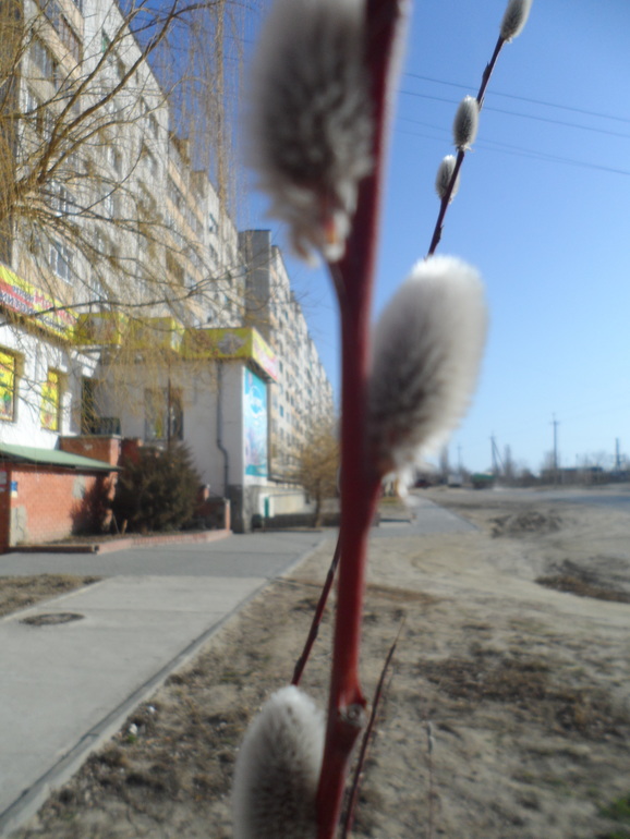 Весенние деревья.День 3