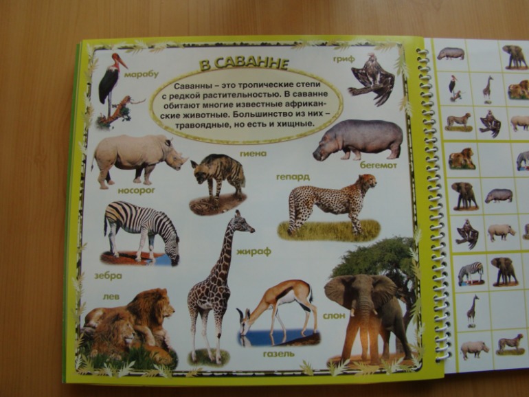 САФАРИ СУДОКУ ДЛЯ ДЕТЕЙ.