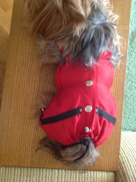 наш песик в обновке