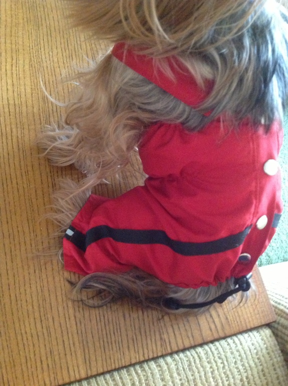 наш песик в обновке