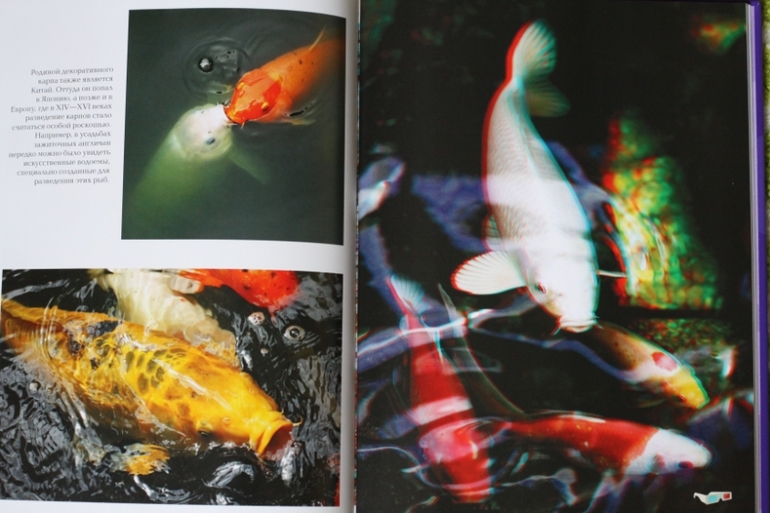 3D книга. Рыбы