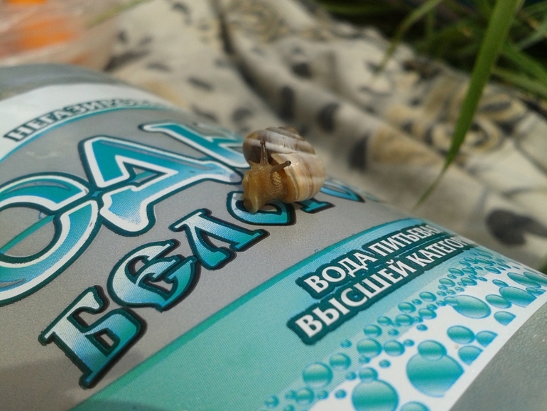 Сказки про Мушонка и его друзей