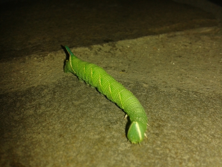 Сказки про Мушонка и его друзей