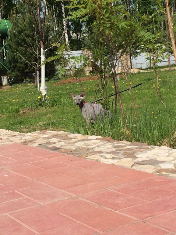 Дачники мои)