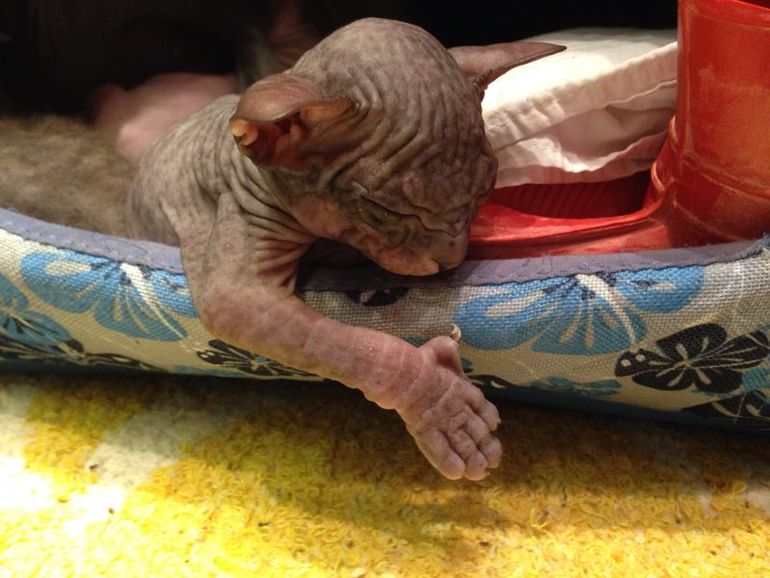 Донской сфинкс,Феня