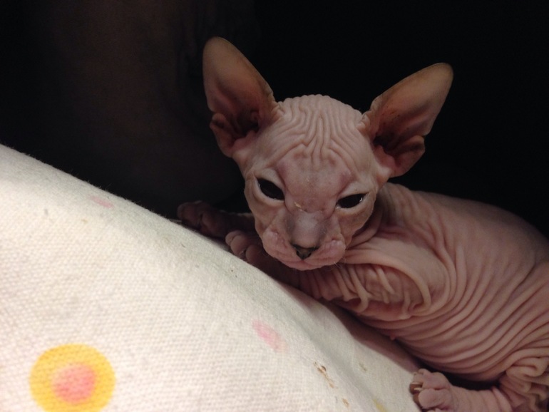 Наш новый член семьи -Мотя))