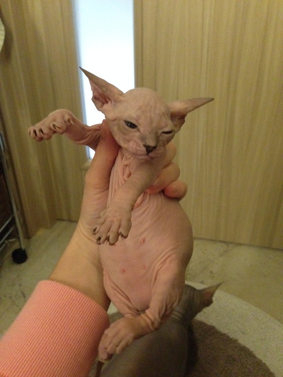 Наш новый член семьи -Мотя))