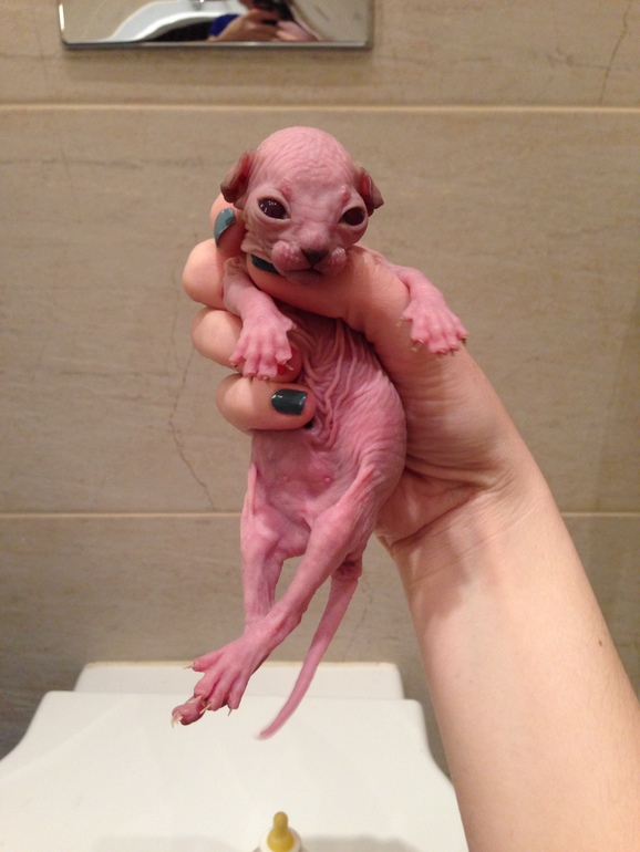 Донской сфинкс,Лоли