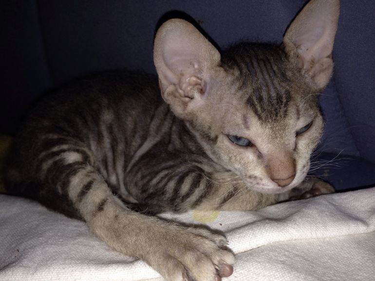 Донской сфинкс,Кекс