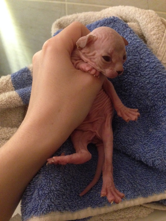 Наш новый член семьи -Мотя))