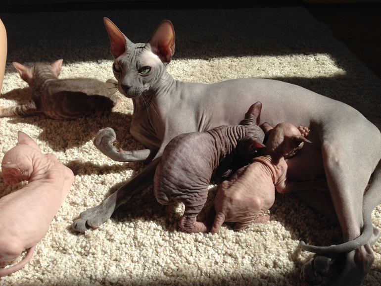 Покажу малышей!