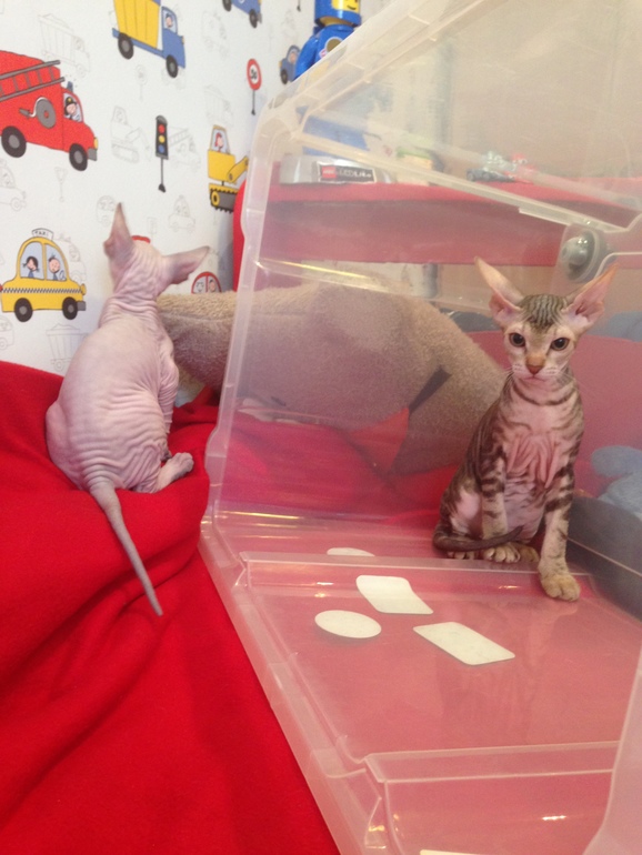 Мои котятки!!)