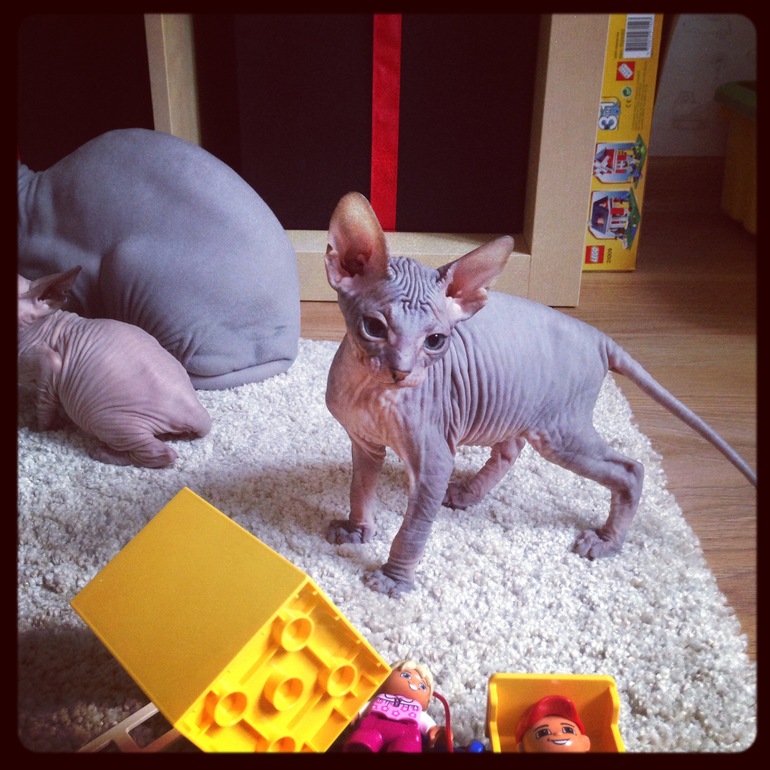 Мои маленькие эльфы)))