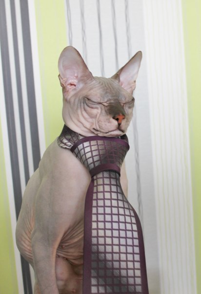 наш папа Орфей