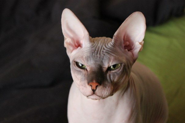 Мои котятки!!)