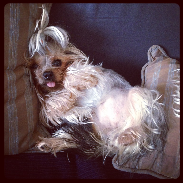 Мои зверята)))