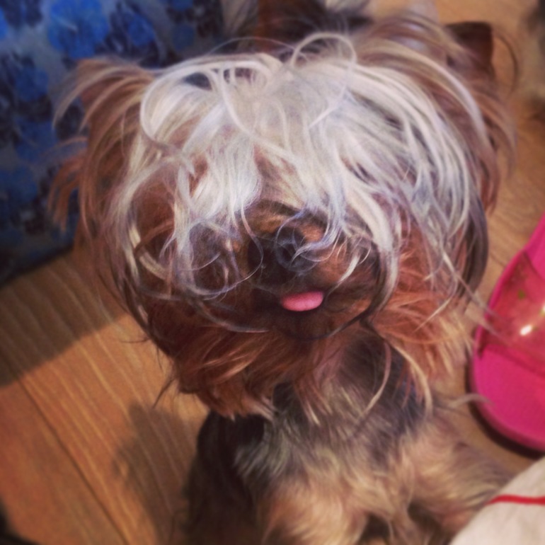 Мои зверята)))