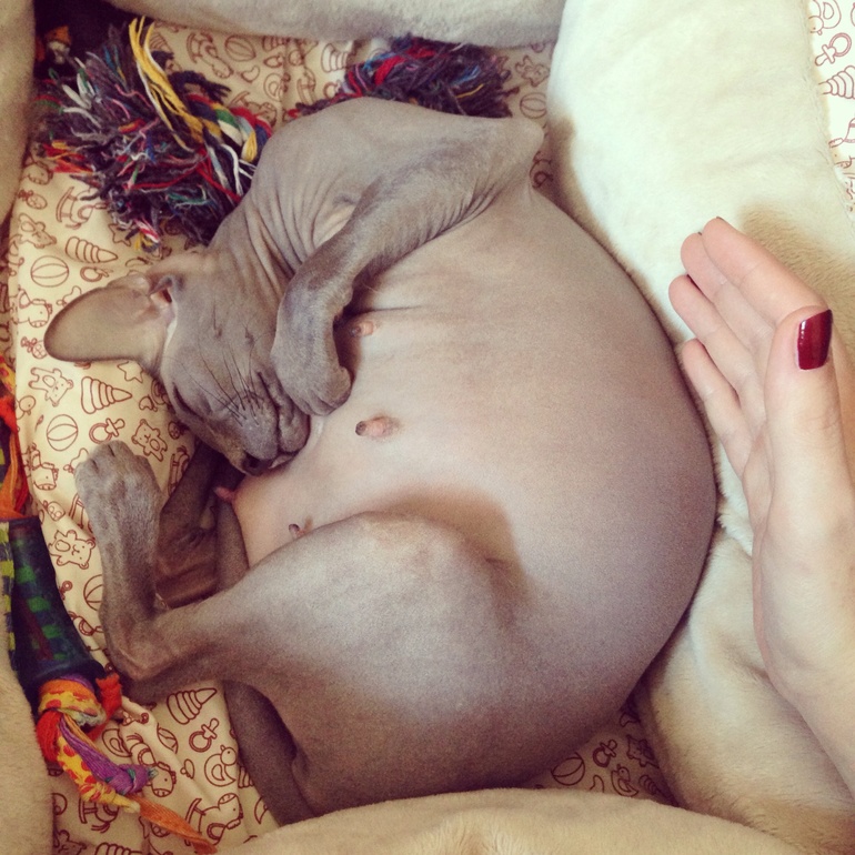 А у нас сегодня кошка родила вчера котят )))