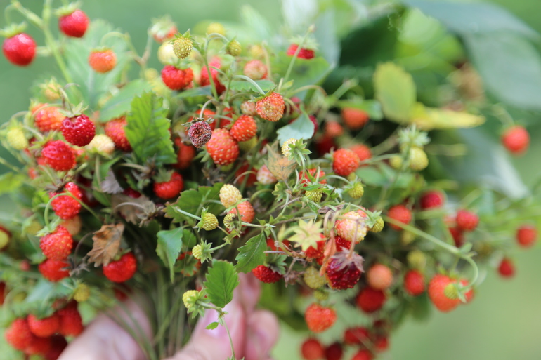 Навстречу природе