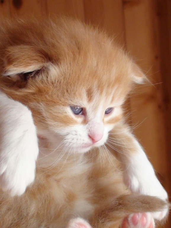 Анонс котят ;)