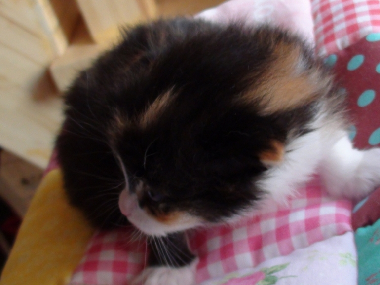 Анонс котят ;)