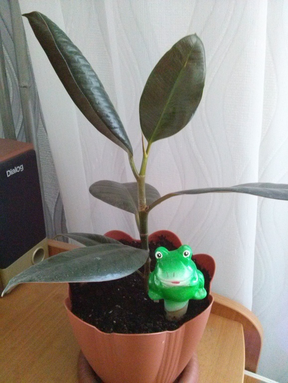 приманочка!