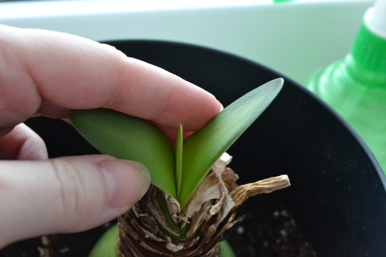 Гиппеаструм - подозрительные листья