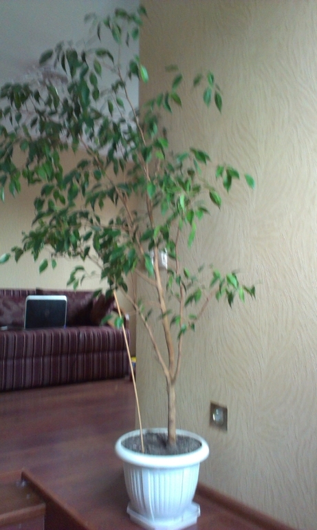 Какие ветки