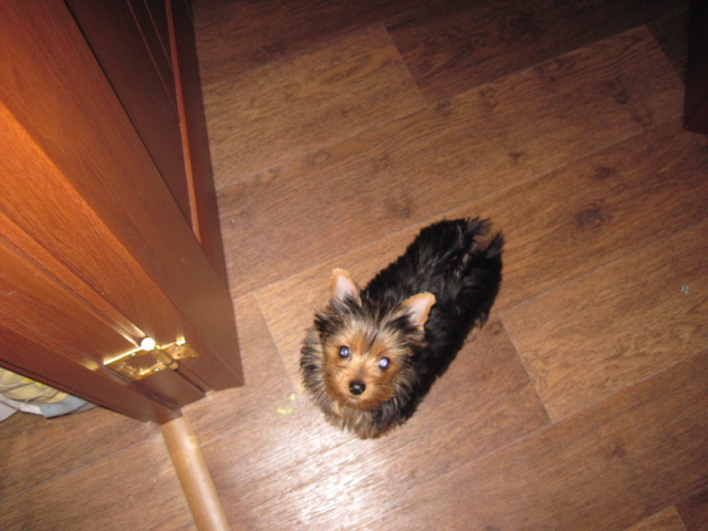 Как мы уговорили нашего папу завести щенка!