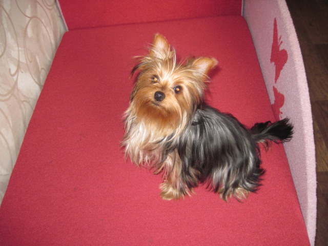 Как мы уговорили нашего папу завести щенка!