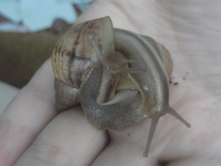 Мои малявки ))