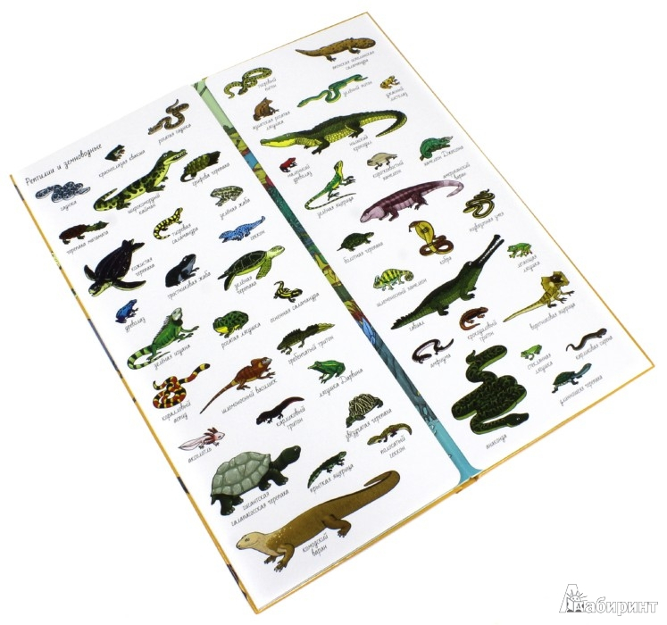 Наша африканская неделька