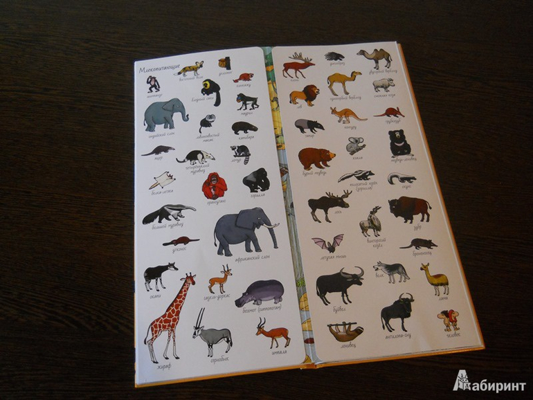 Наша африканская неделька