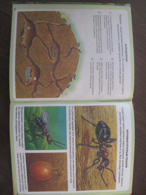 ТЗ "Муравей"