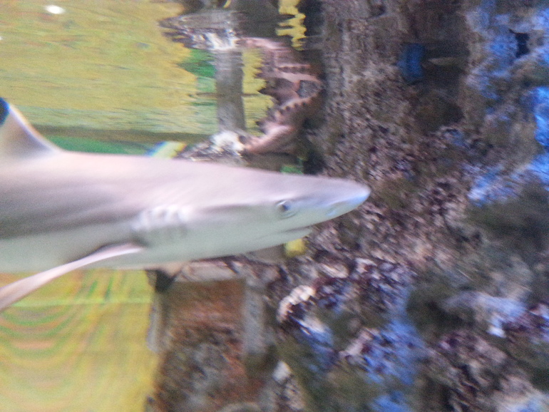 Прогулка по зоопарку)))