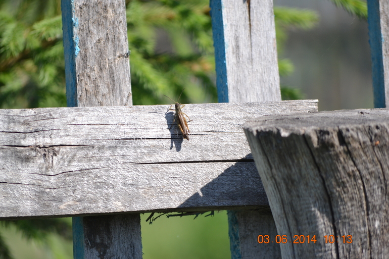Тематическая неделька ЛЕТО. День третий. Фотоохота на насекомых.