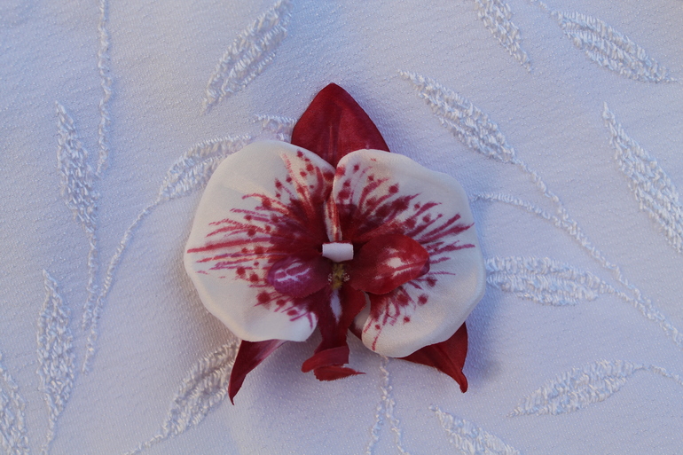 Мой орхидейный дебют