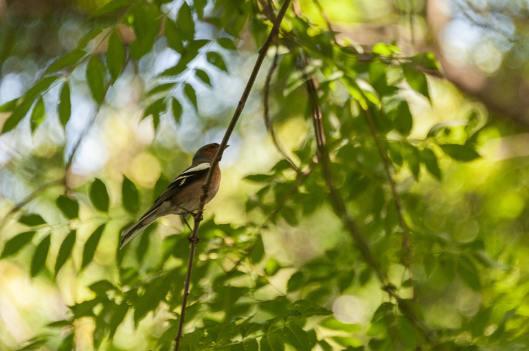 Хорватия. Регата. Рай))
