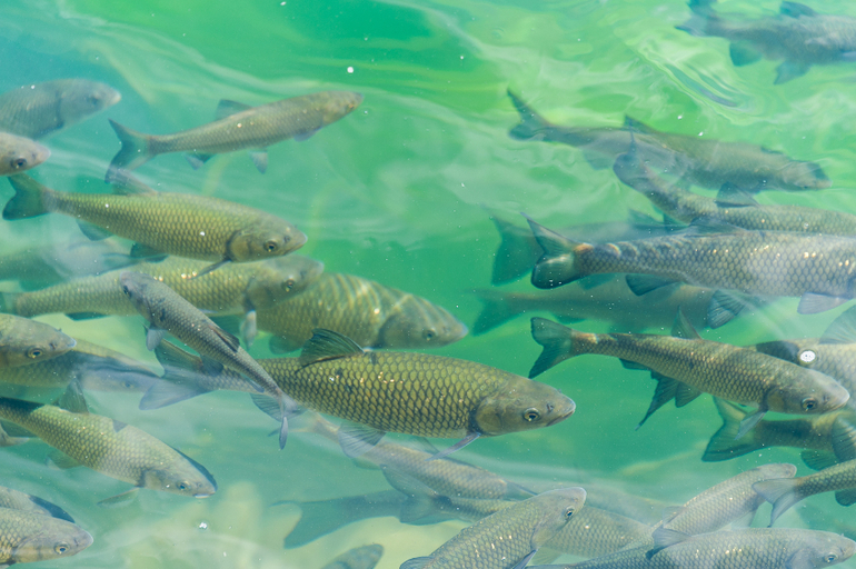 Хорватия. Регата. Рай))