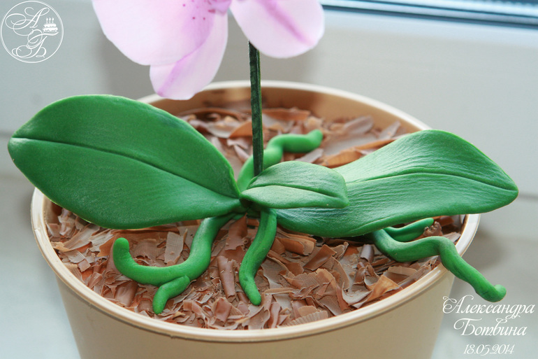 Моя первая орхидейка!!!