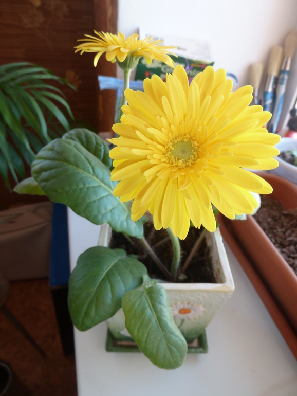 В моем саду