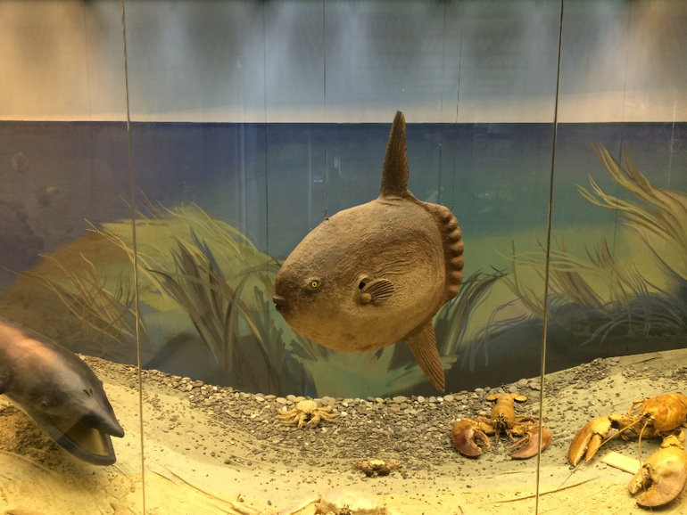 Поход в музей Дарвина