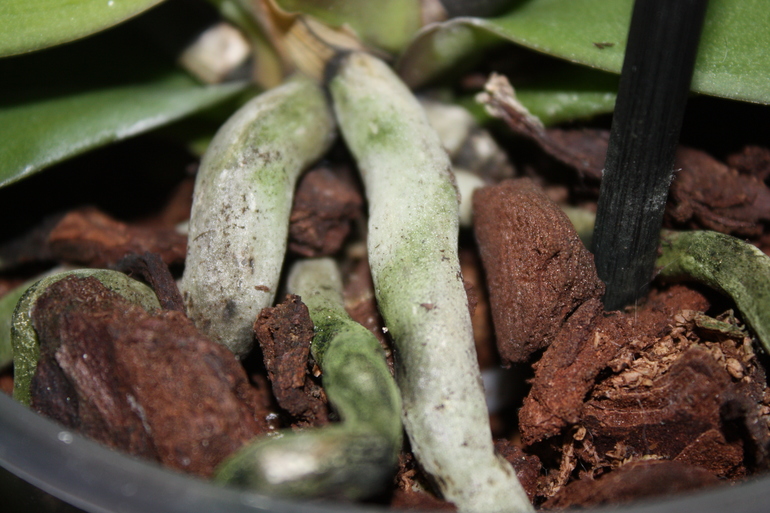 Помогите советом. Певая орхидея заболела?