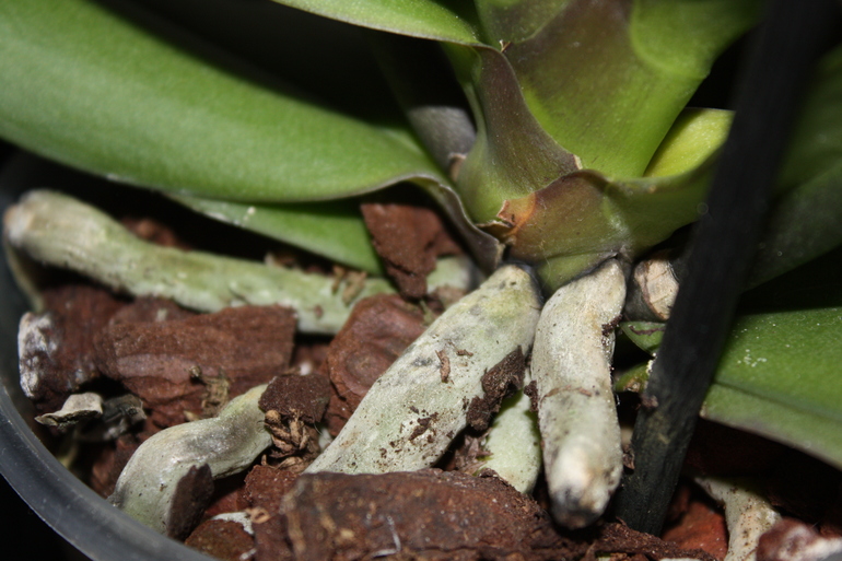 Помогите советом. Певая орхидея заболела?