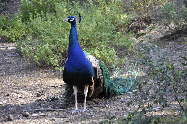 Отдых в отеле Kipriotis Village 4* (Греция, о.Кос)