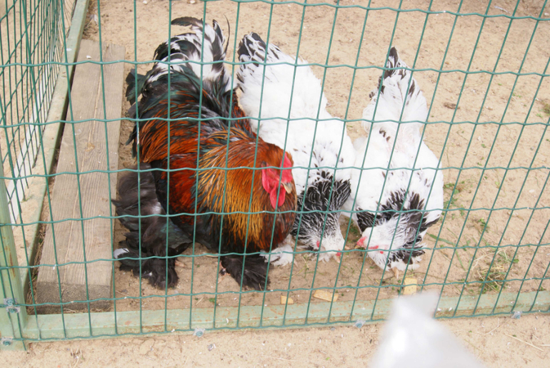 Мини-зоопарк Горки